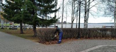 В Петрозаводске продолжают обрезать кустарники