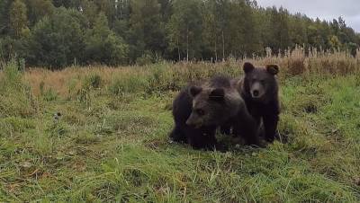 Спасенные зимой братья-медвежата отправились из Тверской области домой
