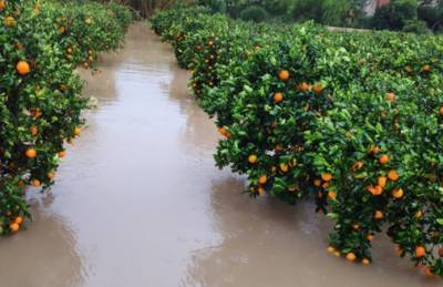 Испания. Дожди смыли урожай на €62 млн