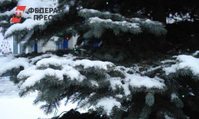 В Новосибирске елки начнут продавать за месяц до Нового года