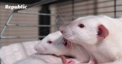 Немецкие ученые выявили первый в ФРГ случай передачи вируса «Сеул» от крысы человеку