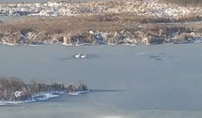 Специалисты УГЗ Уфы выехали на озеро с замерзающими лебедями