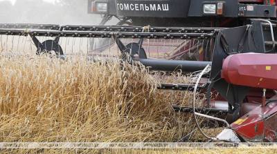 Могилевская область в этом году увеличила намолот зерна на треть