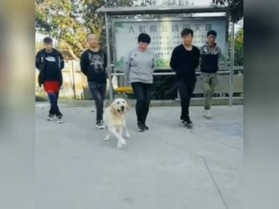 Лабрадор выучил танец, показанный хозяином: зрители восхищены талантом собаки