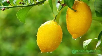 Как вырастить комнатный лимон и получить плоды - skuke.net