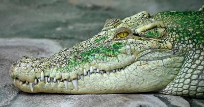 Девушка погибла в пасти крокодила из-за древнего обычая
