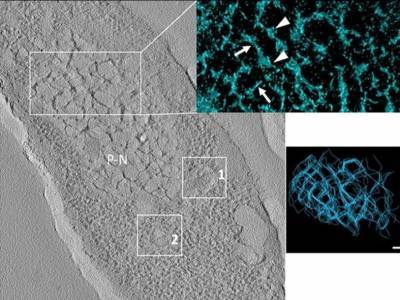 Бактериофаг свидетельствует в пользу вирусной теории происхождения клеточного ядра