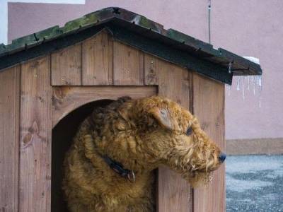 Россиянин убил соседа за пренебрежение к советам по строительству собачьей конуры