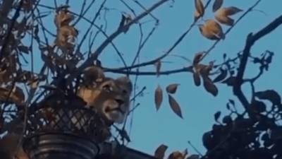 В Армавире сбежавшего львенка вернули хозяину. Видео