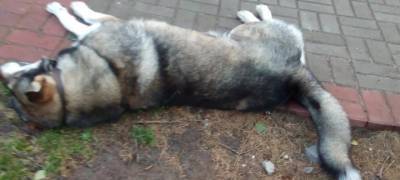 Живодеры убили добродушного пса, любимца всего поселка в Карелии