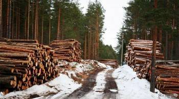 Вологодчина вышла на второе место в стране по доходам от лесов
