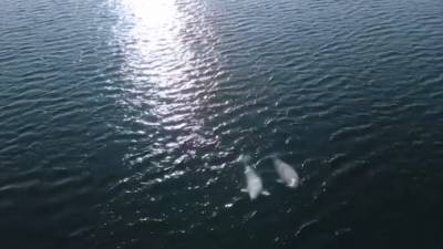 Выпущенные из "китовой тюрьмы" белухи прижились в Японском море