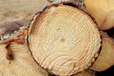 Во Владимирской области увеличился экспорт лесоматериалов