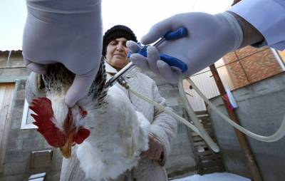 В селе Ряженое выявили грипп птиц, поголовье местного хозяйства уничтожат