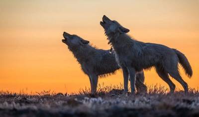 Санитары мира: поедая оленей, волки спасают людей от смертельной «болезни из космоса»