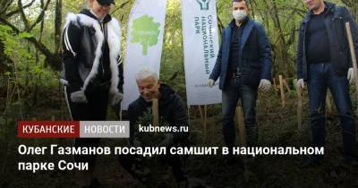 Олег Газманов посадил самшит в национальном парке Сочи