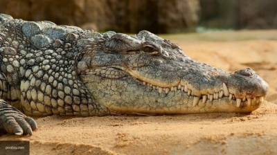 Соблюдавшая обычай в Индии девочка стала добычей крокодила
