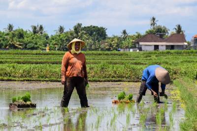 Туроператоры Бали забыли о туризме и подались в фермеры