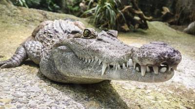 Во Флориде гигантский аллигатор вылез из водоёма после урагана "Эта"