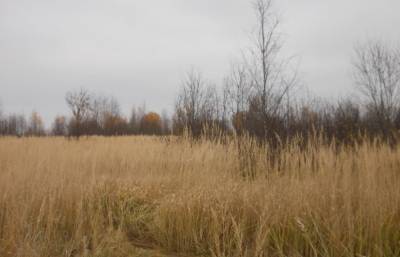 В Тверской области зарастают 48 гектаров сельскохозугодий