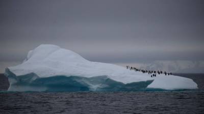 Крупнейший айсберг в мире угрожает популяции пингвинов и тюленей
