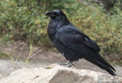 Всеволожский приют для животных ищет хозяев раненым воронам