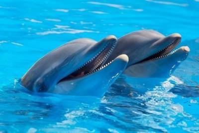 КНДР уличили в создании армии дельфинов