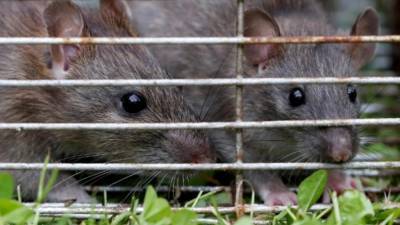 Впервые в Германии: девушка заразилась вирусом Сеул от крысы