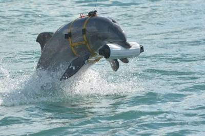 Северная Корея милитаризует дельфинов, — Fox News