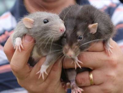 В Германии женщина заразилась хантавирусом от своей крысы