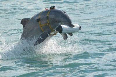 Северная Корея милитаризует дельфинов, Fox News