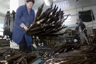 Из-за уничтожения Данией норок закроется крупнейший меховой аукцион