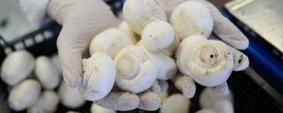 В России грибы и трюфели включили в список сельхозпродукции