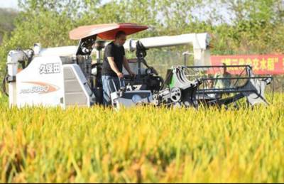 Китайский гибрид риса побил рекорд по урожайности