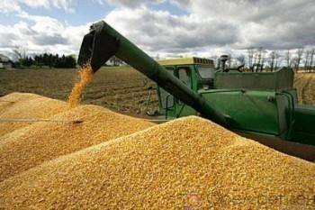 Три корочки хлеба: в Вологодской области резко сократился намолот зерна