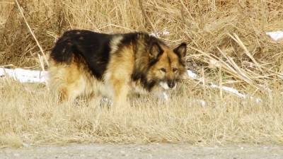 Пес ждет покойного хозяина на трассе под Тобольском 11 лет.