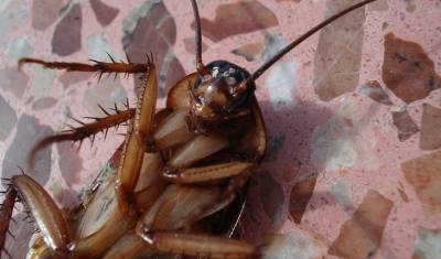 Японские учёные превратили тараканов в полезных киборгов