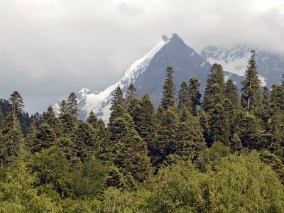 Экологи узнали о незаконной вырубке лесов Кавказа на особо защищенных территориях