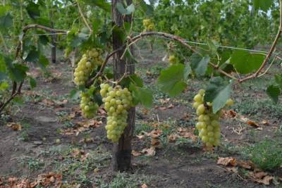 В ноябре на Ставрополье высадят 160 га новых виноградников