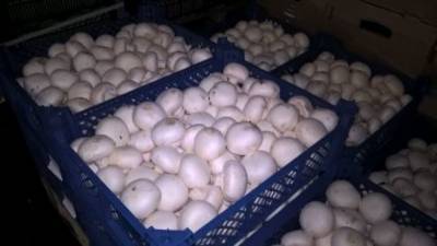 Кабмин России включил грибы в список сельскохозяйственной продукции