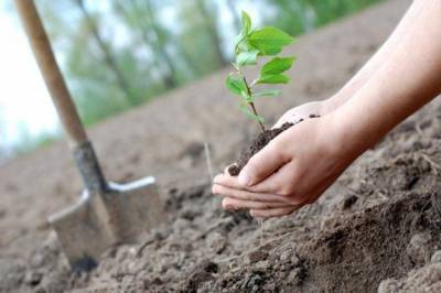 Восстановление лесов Луганщины: 3 гектара земли засадили саженцами со Львовщины