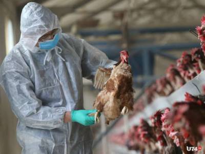 Опасный штамм птичьего гриппа обнаружили в Южной Корее