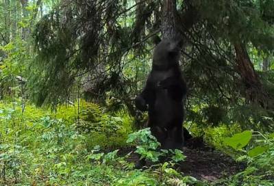 Видео: медведь и кабаны станцевали ламбаду в Нижне-Свирском Заповеднике