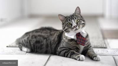 В Японии разработали приложение-переводчик с кошачьего языка