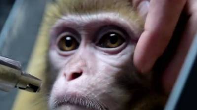 Генную терапию для борьбы с последствиями инсультов испытали на обезьянах