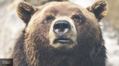 Пенсионер-охотник из Свердловской области попал в лапы медведя