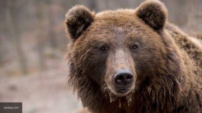 Медведь едва не загрыз охотника в лесу Кузбасса