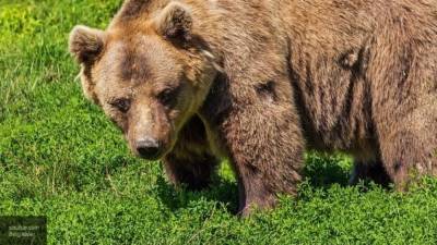 Медведь напал на пенсионера в Кузбассе