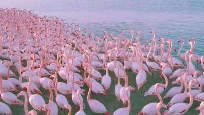 Сотни розовых фламинго прилетели на озеро в Актау