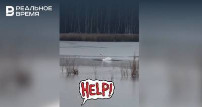 В казанском поселке может насмерть замерзнуть лебедь, который не может покинуть озеро — видео